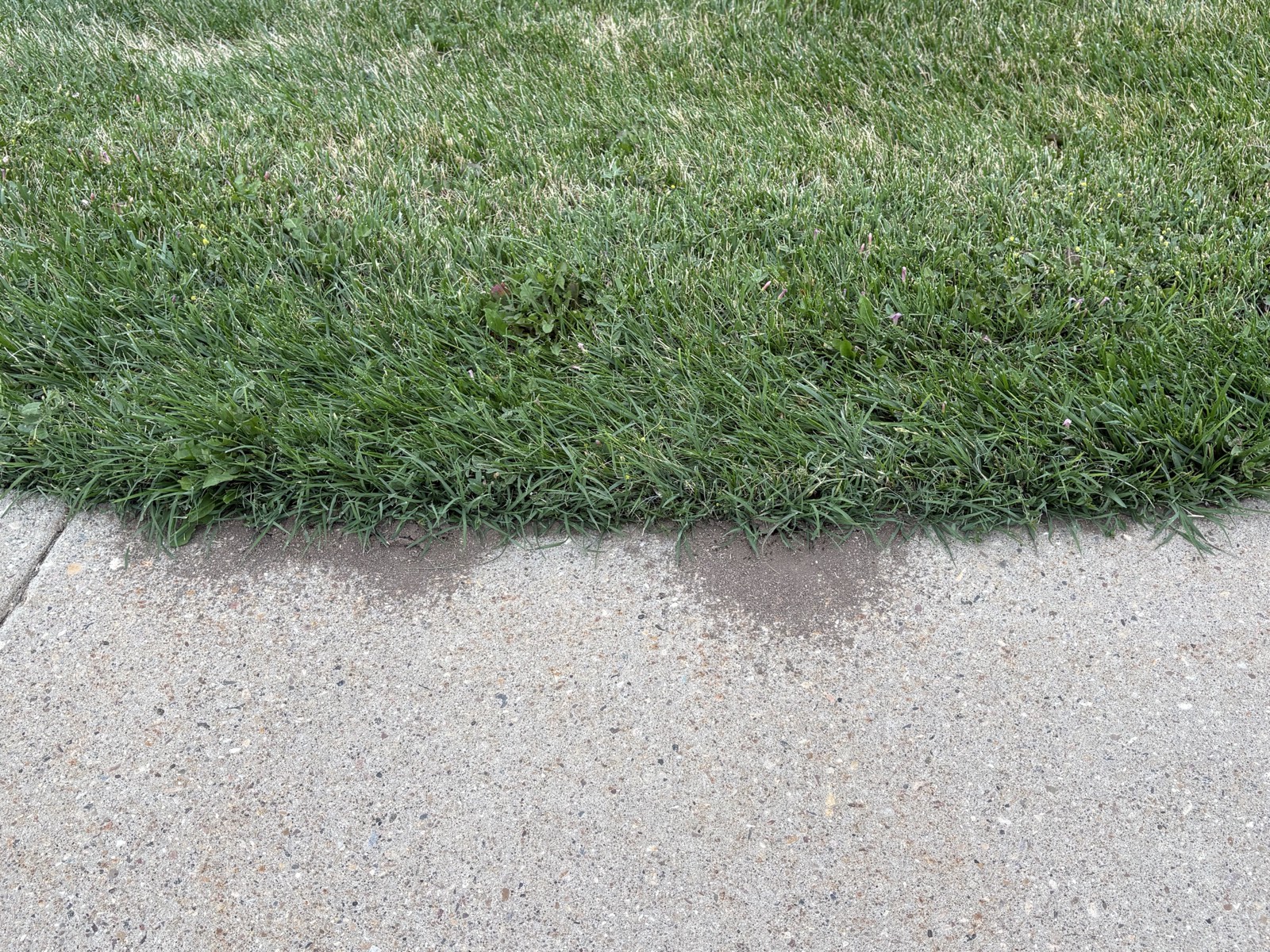 Mounds of excavated soil from ant activity along the seam between the lawn and sidewalk at the Ogden campus