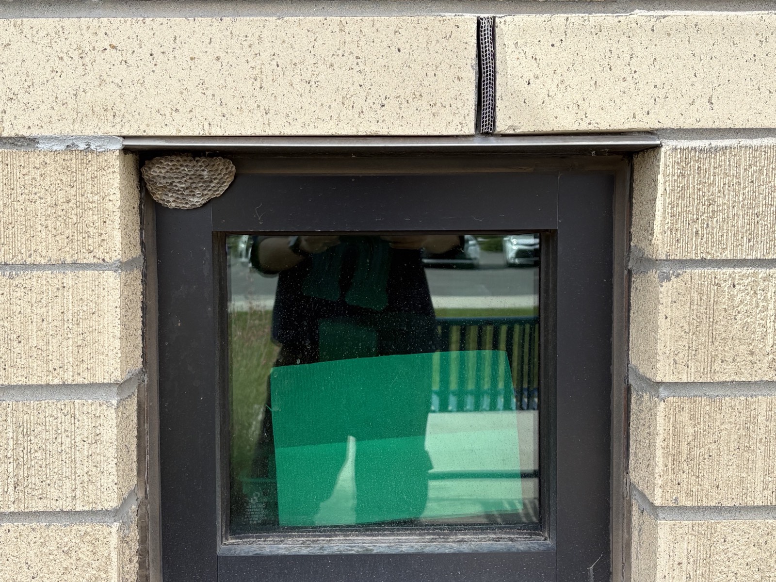A paper wasp nest attached above a window frame at the Springville campus